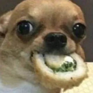 🐶 cachorro, chihuahua, sushi, comida, animal, animal de estimação, fofo telegram sticker