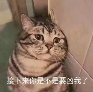 😞 接下来你是不是要凶我了 gato, triste, fofo, Meme whatsapp sticker