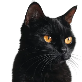 ☹️ gato, gato preto, animal, animal de estimação, felino, animal doméstico telegram sticker
