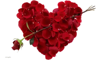 🌹 Herz, Pfeil, Rose, Liebe, Valentinstag, Romantik, Rot, Blume whatsapp sticker