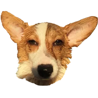 😠 corgi, dog, animal, pet, portrait, close-up telegram sticker