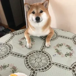 🏷 chó, shiba inu, động vật, thú cưng, bàn, dễ thương telegram sticker