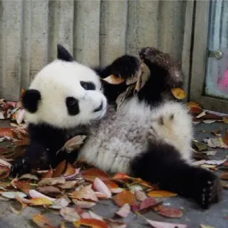 😕 Panda, Animal, Fofo, Folhas, Natureza, Vida selvagem, Urso, Mamífero telegram sticker