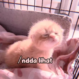 🐈 ndda lihat kitten, cat, cute, animal, pet whatsapp sticker