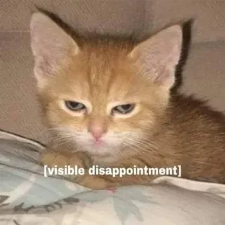😑 visible disappointment gatto, gattino, deluso, triste, meme, delusione visibile, animale telegram sticker