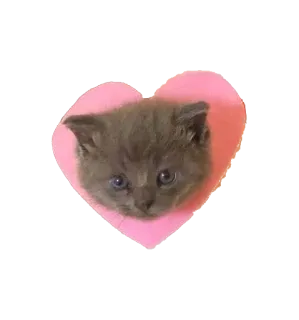 💕 кот, котенок, сердце, животное, милый, любовь, питомец whatsapp sticker