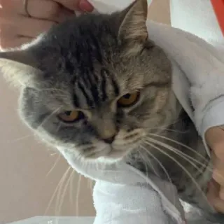 🐭 cat, towel, animal, domestic cat whatsapp sticker