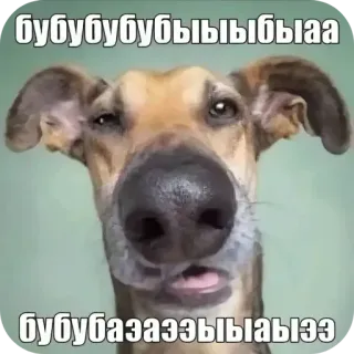 🐶 бубубубубыыыыбыаа бубубазаэззыыаыээ whatsapp sticker