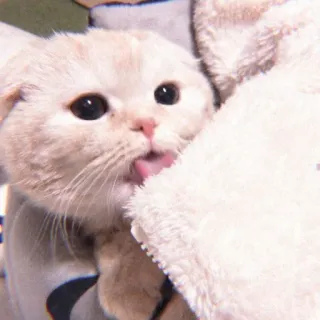 🐰 kucing, imut, hewan, peliharaan, anak kucing, lidah, menjilat telegram sticker