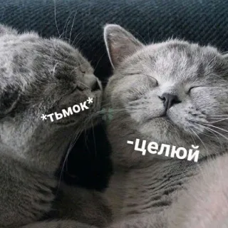 КотикЦмок whatsapp stickers