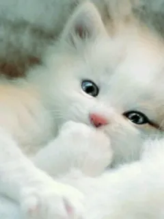 🐾 chaton, chat, mignon, blanc, animal de compagnie, animal whatsapp sticker