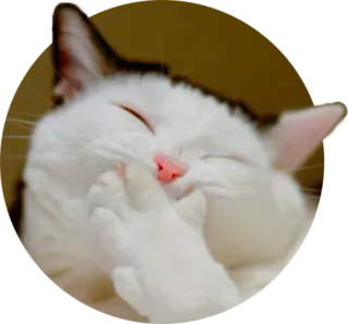 😂 cat, animal, cute, pet, white, mammal telegram sticker
