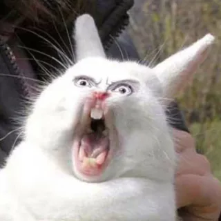 😵 dier, konijntje, konijn, boos, grappig, meme telegram sticker