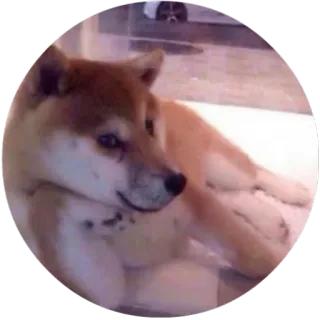 🐶 dog, shiba inu, pet, animal telegram sticker