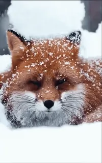 🤩 zorro, nieve, animal, invierno, fauna, naturaleza telegram sticker