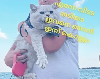 😂 എന്നെ വിട്ടേ തടിയാ ഇവനെ ഞാൻ ഇന്ന് കൊല്ലും cat, pet, animal, funny, beach, sea telegram sticker
