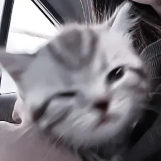💗 кот, котенок, домашнее животное, животное, милый, домашняя кошка telegram sticker