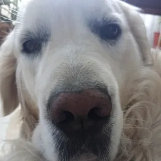 👃 Hund, Golden Retriever, Haustier, Tier, Nahaufnahme, süß, Haustier telegram sticker