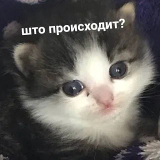 😢 что происходит? ลูกแมว, แมว, น่ารัก, สัตว์, สัตว์เลี้ยง, รัสเซีย, มีม telegram sticker