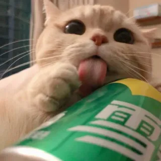 😺 gato, lambendo, refrigerante, animal de estimação, animal, língua whatsapp sticker