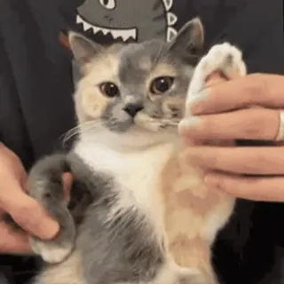 🌚 猫, 動物, ペット, かわいい, 三毛猫, 家畜 whatsapp sticker