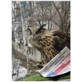🗞 Масленица с русским размахом owl, bird, newspaper, reading, nature, funny, maslenitsa telegram sticker