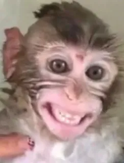 😃 aap, dier, primaat, schattig, wildlife, zoogdier whatsapp sticker