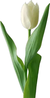 🌷 Blume, Tulpe, weiß, Pflanze, floral, Natur whatsapp sticker