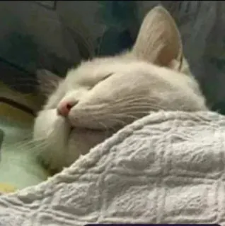 😴 고양이, 자는, 동물, 애완 동물, 귀여운 telegram sticker