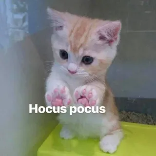 🤔 Hocus pocus chat, chaton, hocus pocus, magie, mignon, animal, animal de compagnie telegram sticker