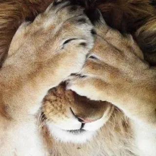 ☺️ leão, animal, sonolento, fofo, mãos, olhos fechados telegram sticker