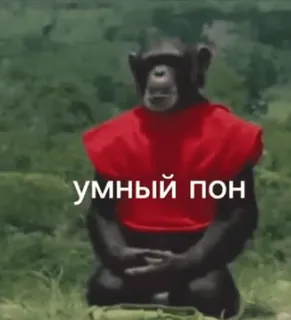 🌟 умный пон macaco, primata, animal, camisa vermelha, russo whatsapp sticker