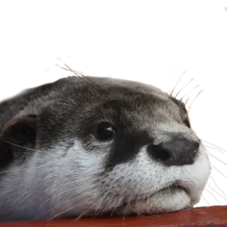 😐 Выдра, Животное, Милый, Млекопитающее, Дикая природа telegram sticker