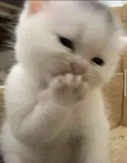 😺 kucing, anak kucing, imut, binatang, hewan peliharaan, kucing putih, kucing kecil telegram sticker