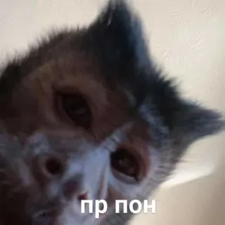 👋 пр пон cat, animal, meme telegram sticker