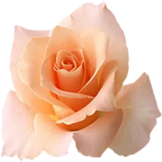 🌺 rose, flower, peach, bloom, floral, nature, petal telegram sticker