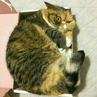 😾 gato, caixa, fofo, animal de estimação, animal, engraçado whatsapp sticker