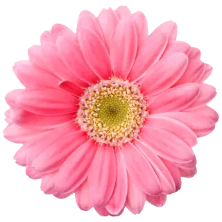 🌻 цветок, розовый, природа, цветочный, цветение, гербера telegram sticker