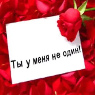 🥰 Ты у меня не один! バラ, ロマンチック, 愛, バレンタイン, 恋愛 telegram sticker