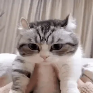💃 chat, chaton, animal, animal de compagnie, mignon, chat domestique telegram sticker