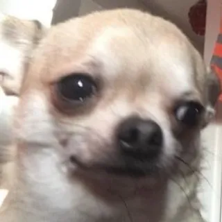 😕 Hund, Chihuahua, Haustier, Tier, süß whatsapp sticker