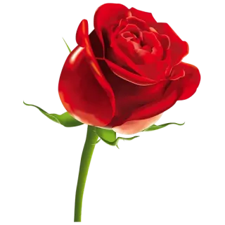 💙 rose, flower, red, plant, nature, floral telegram sticker
