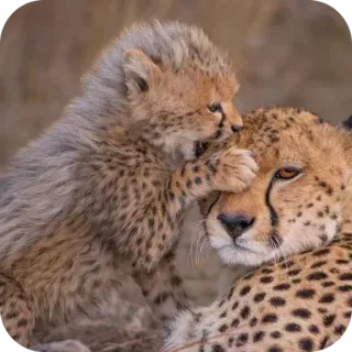 🦁 เสือชีตาห์, ลูก, สัตว์, สัตว์ป่า, แม่, เด็ก, แมว, แมว telegram sticker