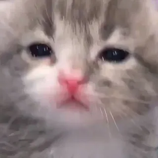 😿 кот, котенок, милый, грустный telegram sticker
