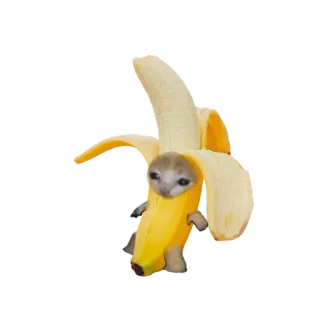 🍌 กล้วย, แมว, ตลก, สัตว์, ผลไม้, มีม whatsapp sticker