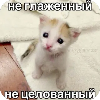 🥺 не глаженный 
не целованный gatinho, gato, fofo, triste, animal, meme telegram sticker