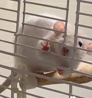 ✌️ rato, dedo do meio, animal de estimação, roedor, gaiola telegram sticker