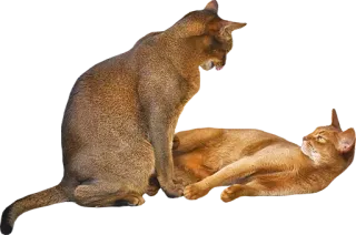 💑 cat, animals, feline, pet telegram sticker