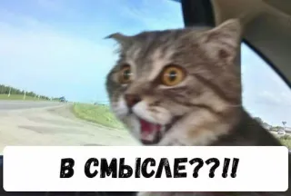 😠 В СМЫСЛЕ??!! telegram sticker