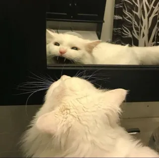 😱 cat, white cat, mirror, reflection, animal, pet telegram sticker